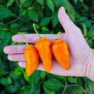 Rocoto Guatemalan Orange