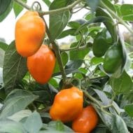 Rocoto Guatemalan Orange – Image 2