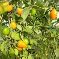 Rocoto Guatemalan Orange – Image 3