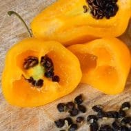Rocoto Guatemalan Orange – Image 4