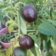Rocoto Mini Brown – Image 2