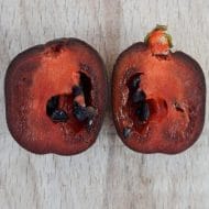 Rocoto Mini Brown – Image 3