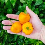 Rocoto Rio Huallaga
