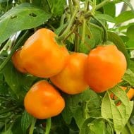Rocoto Rio Huallaga – Image 2