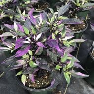 Scarlett Variegated – Image 2