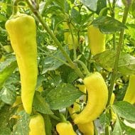 Sweet Banana – Image 2