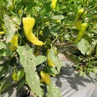 Sweet Banana – Image 3