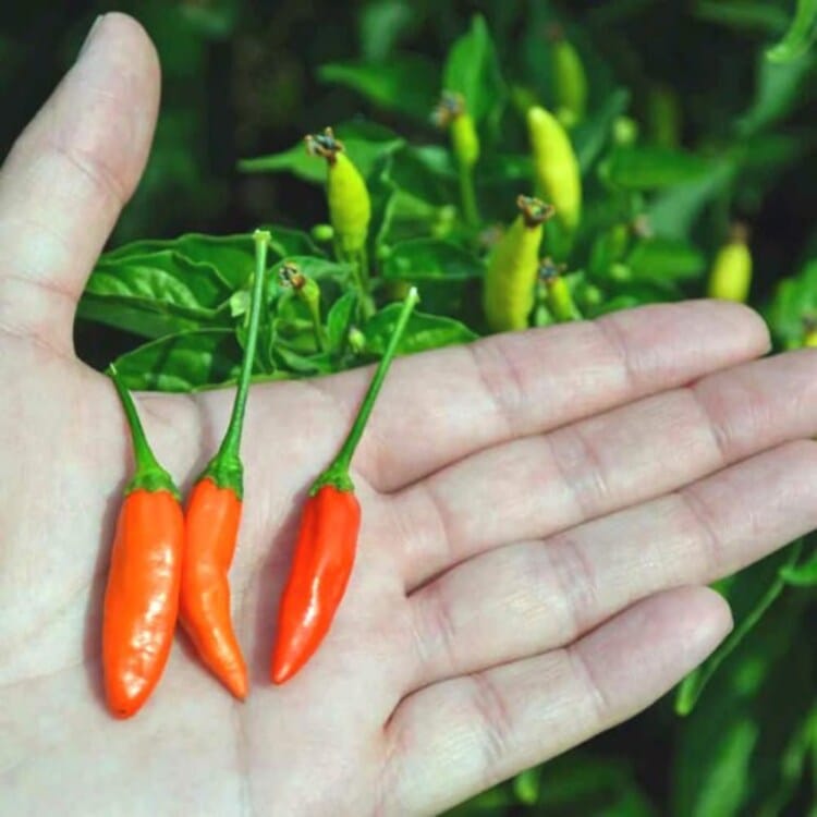 tabasco1.jpg Tabasco – Image 1