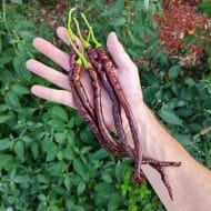 Thunder Cacho Brown