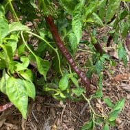 Thunder Cacho Brown – Image 2