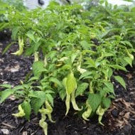 White Lightning Bolt – Image 3