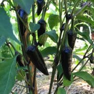 Black Hungarian – Image 3