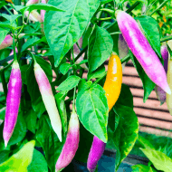 Aji Challuaruro – Image 3