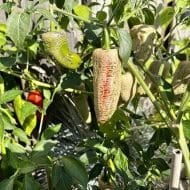 Jalapeno Farmer’s Market – Image 2