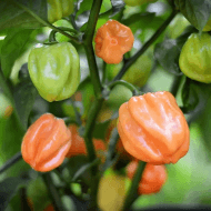 Scotch Bonnet Peach – Image 2
