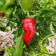 Padron – Image 2