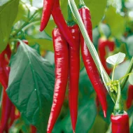 Cayenne Rouge – Image 2