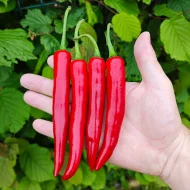 Cayenne Rouge