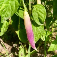 Aji Challuaruro – Image 2