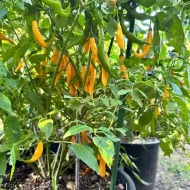 Aji Guyana – Image 3