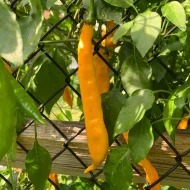 Aji Guyana – Image 2