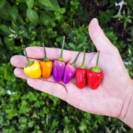Bolivian Rainbow