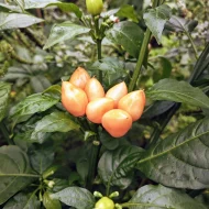 Pimenta Caixo – Image 2