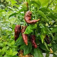 Leviathan Gnarly Scorpion Caramel – Image 3