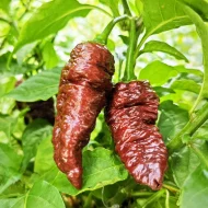Leviathan Gnarly Scorpion Caramel – Image 2