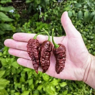 Leviathan Gnarly Scorpion Caramel