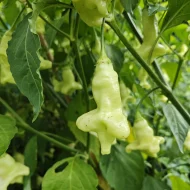 Aji Confusion – Image 2