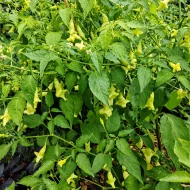 Aji Confusion – Image 3