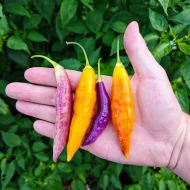 Aji Challuaruro