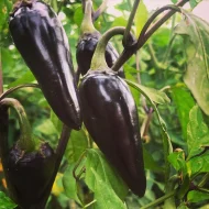 Black Hungarian – Image 2
