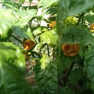 Habanero Mustard – Image 2