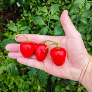 Rocoto Manzano Rouge