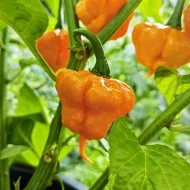 KS Peach Starrkist – Image 2