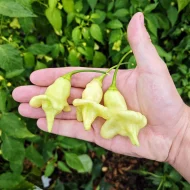 Aji Confusion