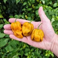 Habanero Mustard