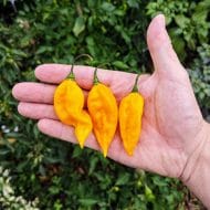 Habanero Lemon