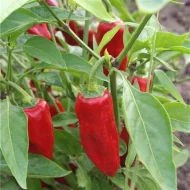 Piment de Bresse – Image 2