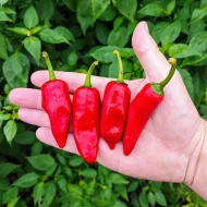 Piment de Bresse