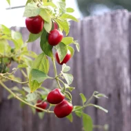 Rocoto Manzano Rouge – Image 2