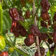 Habanero Chocolat – Image 3
