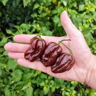 Habanero Chocolat