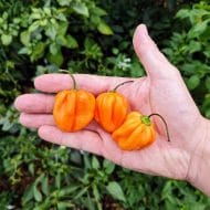 Scotch Bonnet Peach