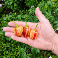 Peppapeach Stripey