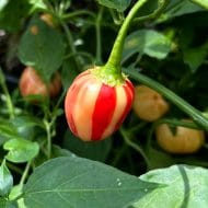 Peppapeach Stripey – Image 2