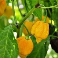 Trinidad Scorpion Moruga Jaune – Image 2