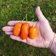 Rocoto Turbo Pube